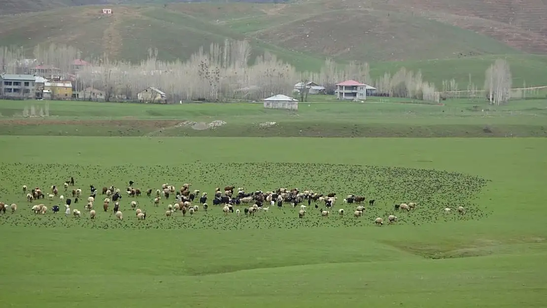 Sığırcık sürüsünün koyunlarla dansı