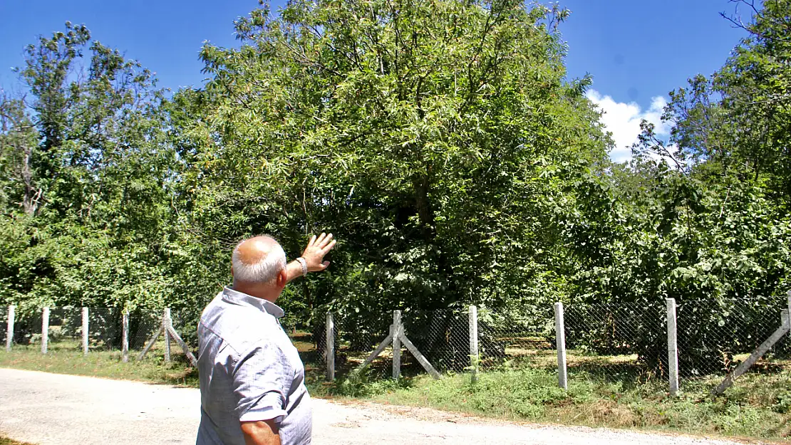 Sinop'un Erfelek ilçesinde kestane hasadı rekor bekliyor