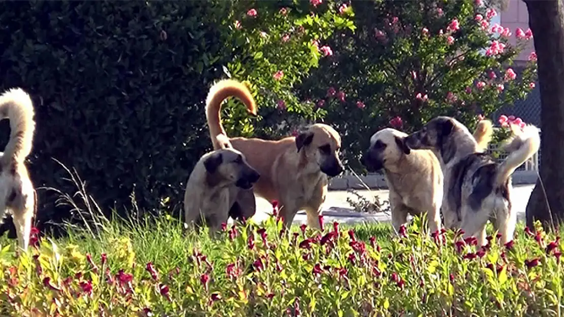 Sokak köpeği aracı parçaladı