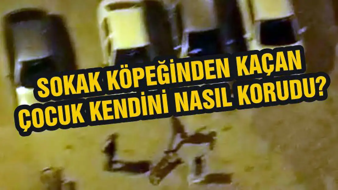 Sokak köpeğinden kaçan çocuk kendini nasıl korudu?