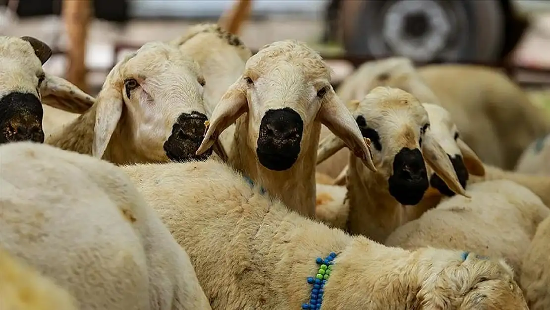 STK'ler kurban bağışlarını depremzedelere ulaştıracak