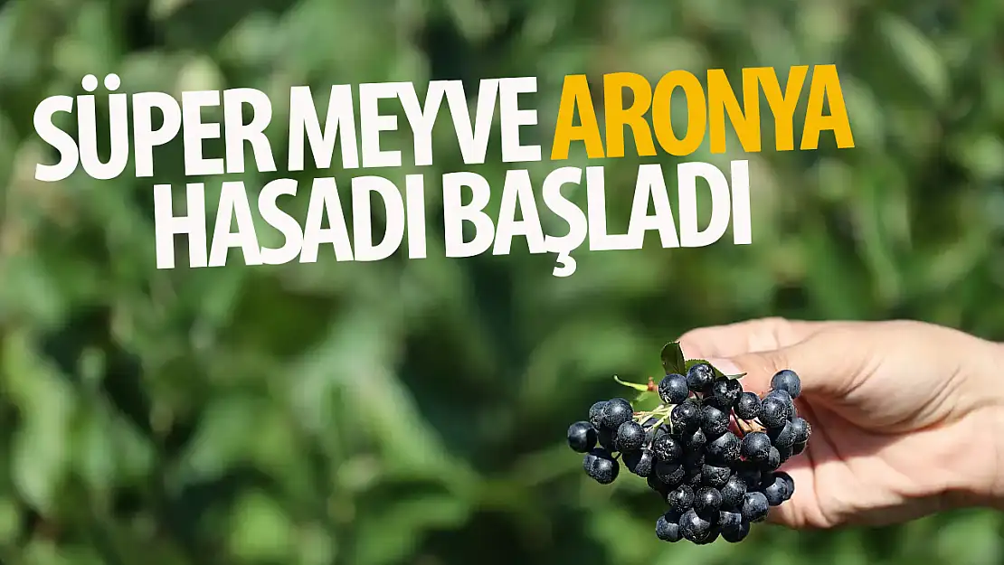 Süper meyve Aronya'da hasat başladı