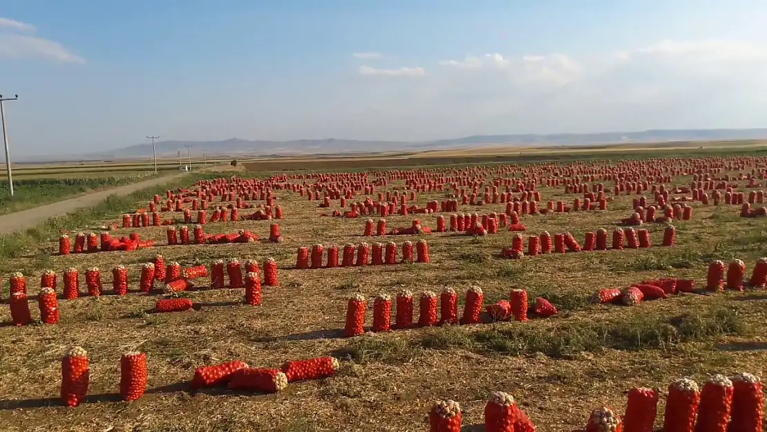 Tarla fiyatı ortaya çıktı. Pazarda markette görenler ateş püskürdü