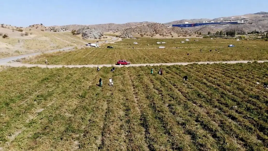 Tarlasında kalan mahsulleri bedavadan dağıttı!