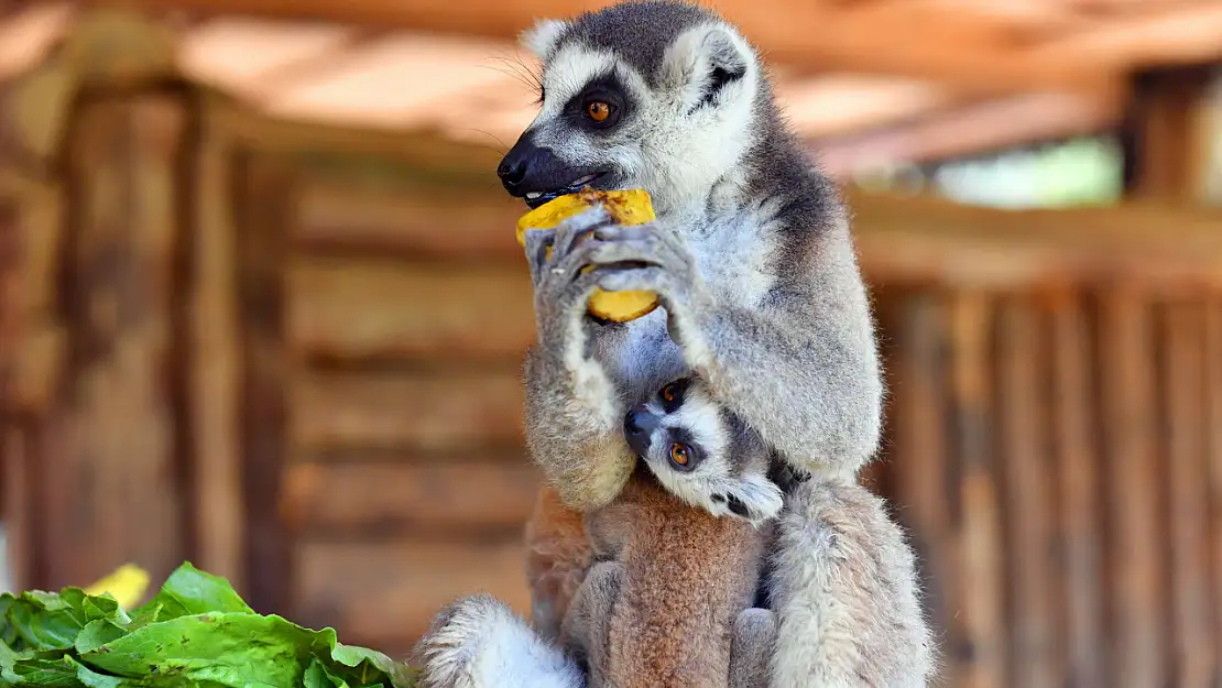 Tarsus Doğa Parkı'nda yeni doğan Lemur yavruları ziyaretçilerin ilgi odağı oldu