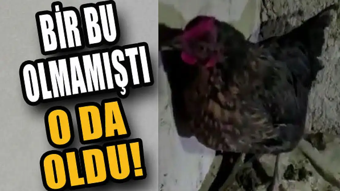 Tavuğun altından uyuşturucu çıktı!..