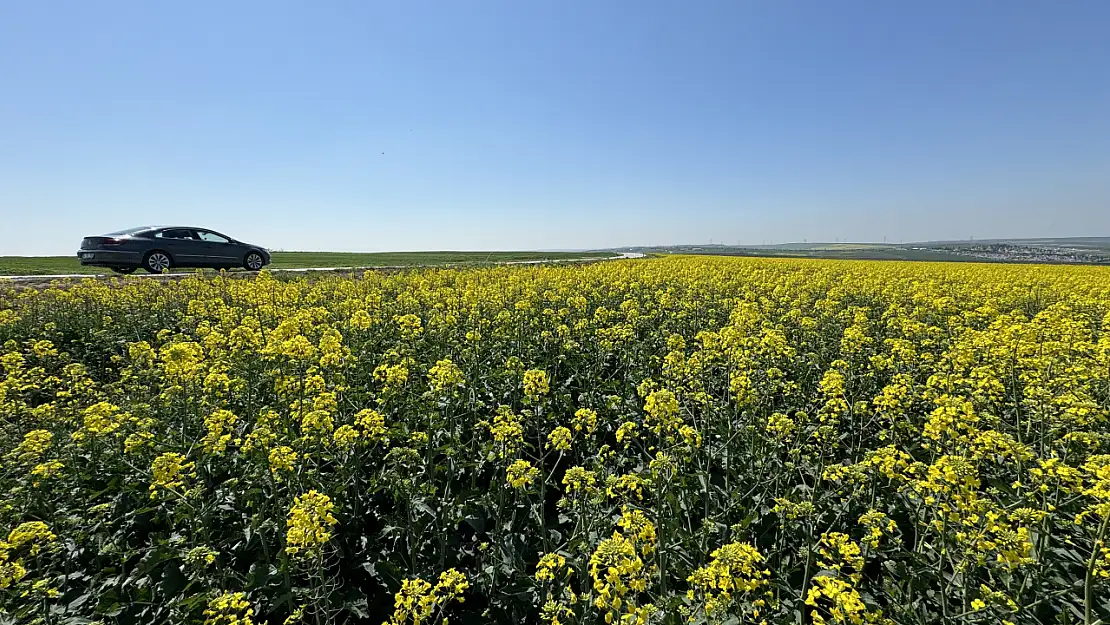 Tekirdağ'ın manzarası çiçek açan kanola tarlalarıyla renkleniyor