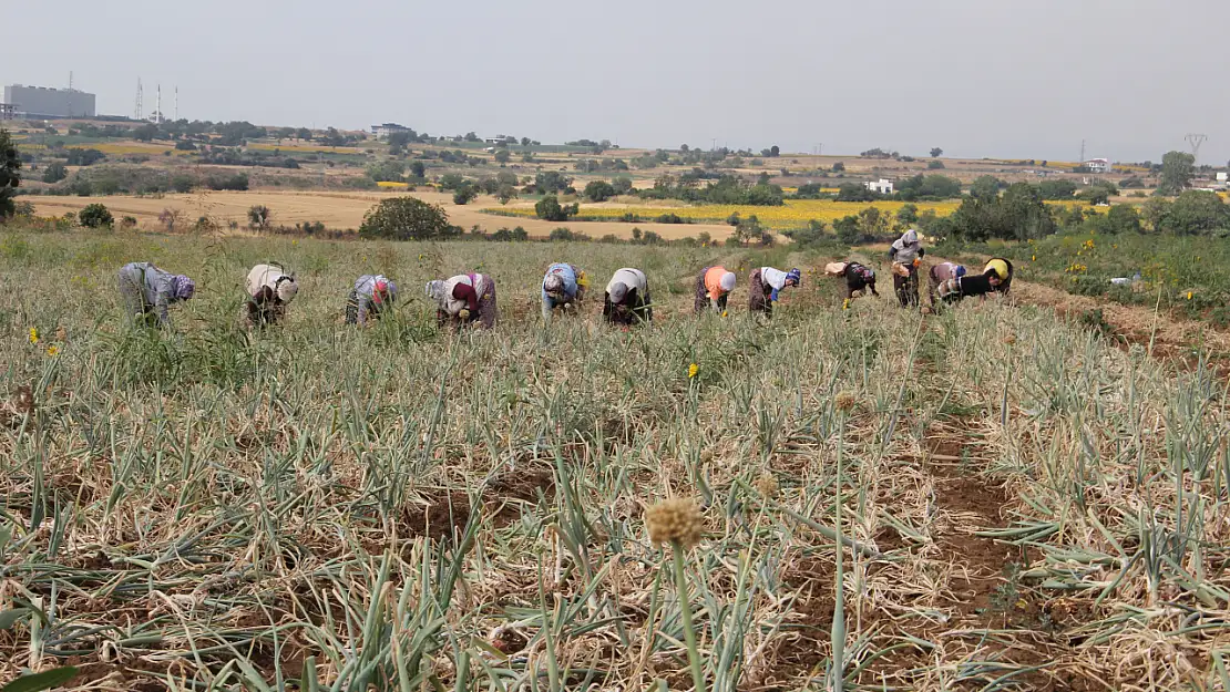 Tekirdağ Soğanı Hasadı Başladı