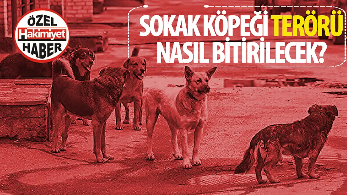 Toplum Güvenliği İçin Acil Çağrı: Belediyelere Başıboş Sokak Köpekleri ile İlgili Tedbir Alın!