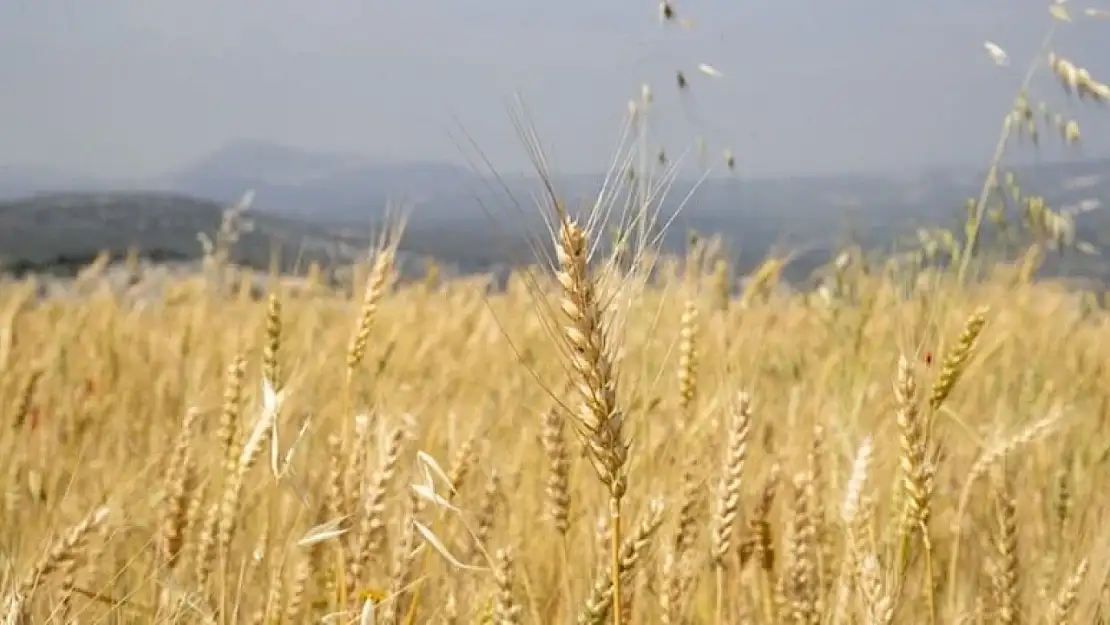 Toprak Mahsulleri Ofisi çiftçiden alacağı hububatın satış fiyatını açıkladı