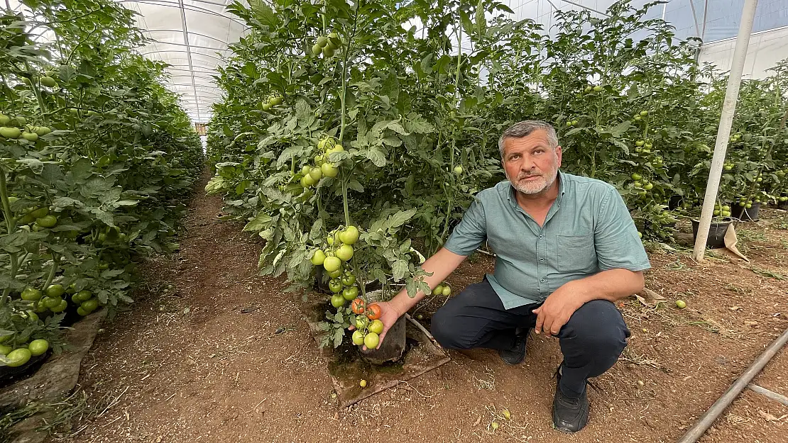 Topraksız tarımla teknolojiyi buluşturan çiftçi verimi de katlıyor