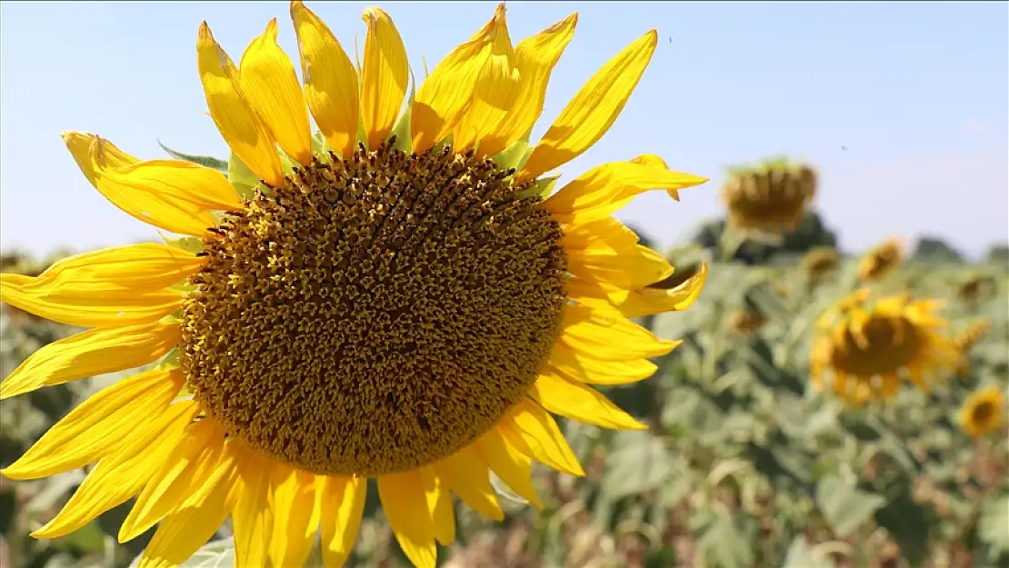 Türkiye ayçiçeği yağı ihracatında büyük fırsatı yakaladı