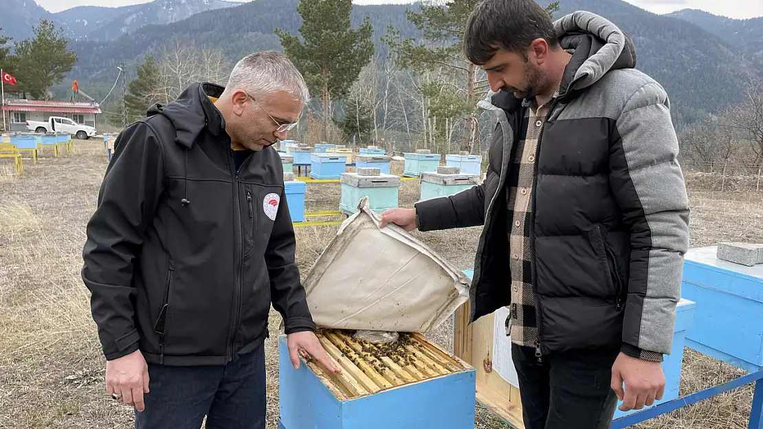 Türkiye'de tek olan Kafkas arısının bal mesaisi başladı