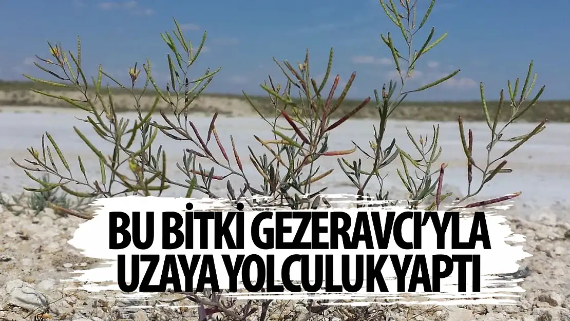 Türkiye'den uzaya giden bitki: 'Schrenkiella parvula'
