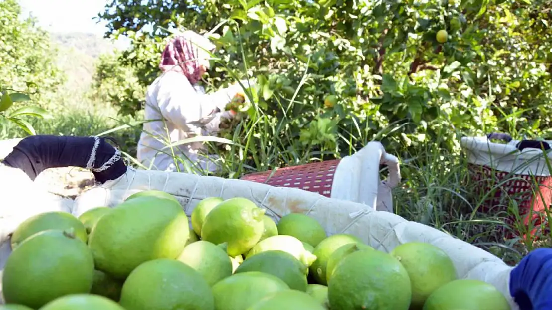 Türkiye narenciye üretiminde dünyada 8., Avrupa'da 2. sırada