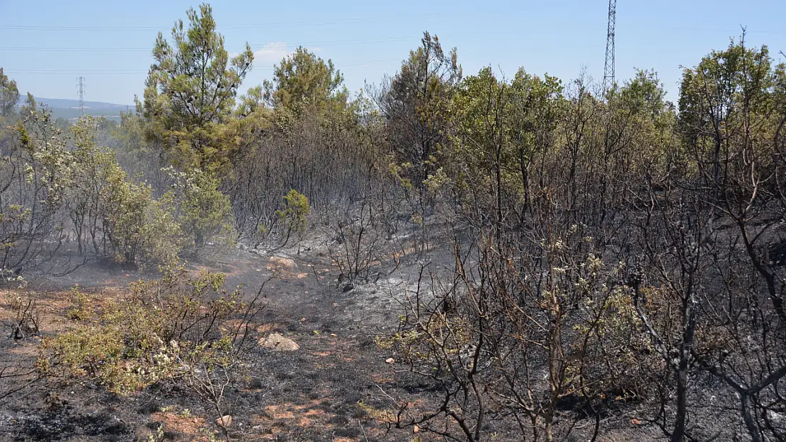 Uşak Banaz'da Orman Yangını Kontrol Altına Alındı