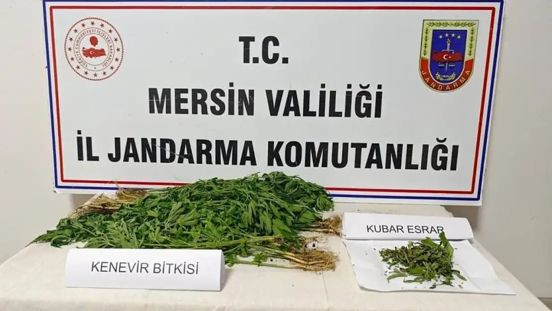 Uyuşturucu operasyonu: Hint kenevirlerini ormanda yetiştirmişler