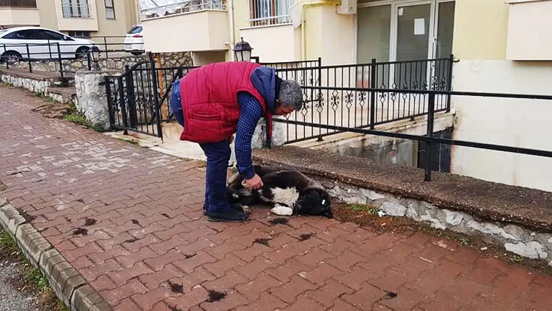 'Vefalı' köpek esnafı duygulandırdı