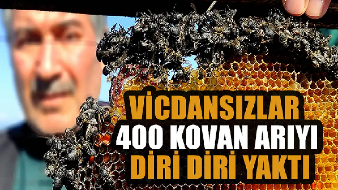 Vicdansızlar 400 kovan arıyı diri diri yaktı