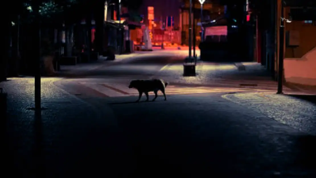 Vicdansızlığın bu kadarı: Sokak köpeklerinin toplanma biçimine tepki!