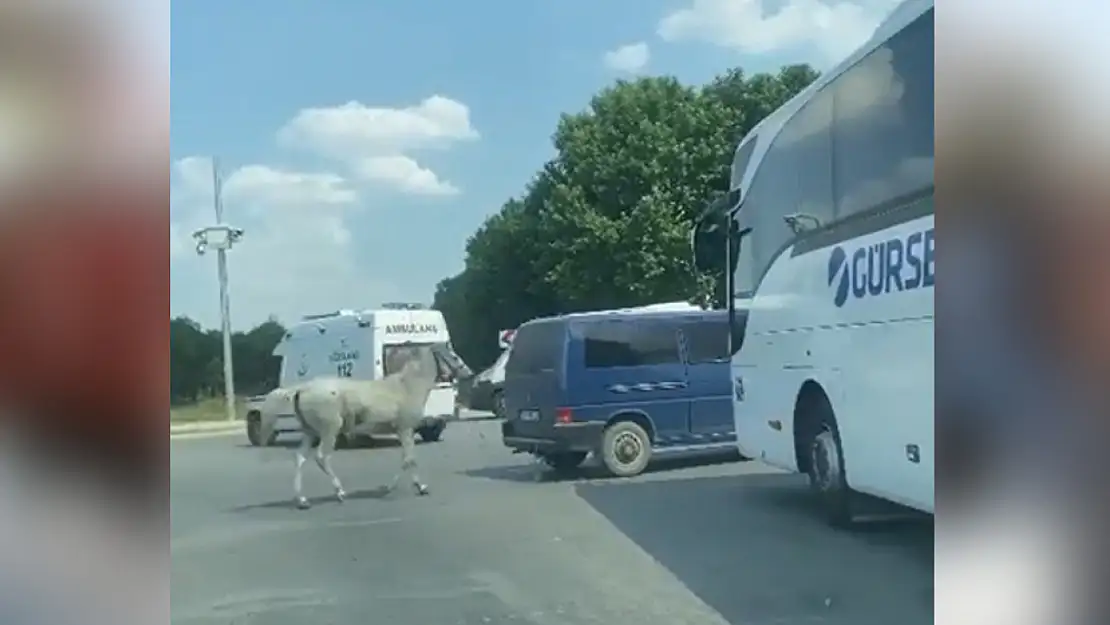 Vicdansızlar!.. 40 derecede atı aracın arkasına bağlayıp koşturdular