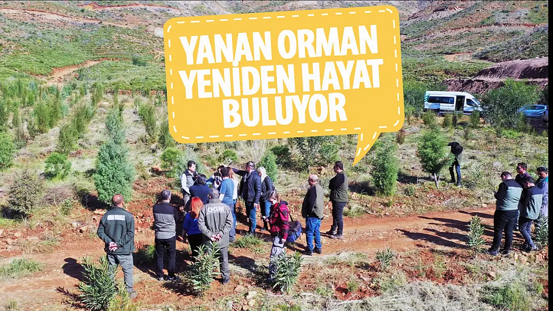 Yanan orman tekrardan hayat buluyor!