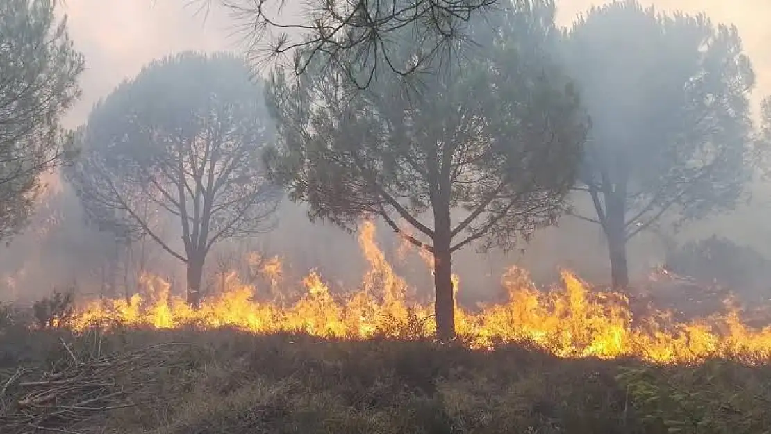 Yangın kulesi, köyün küle dönmesini engelledi