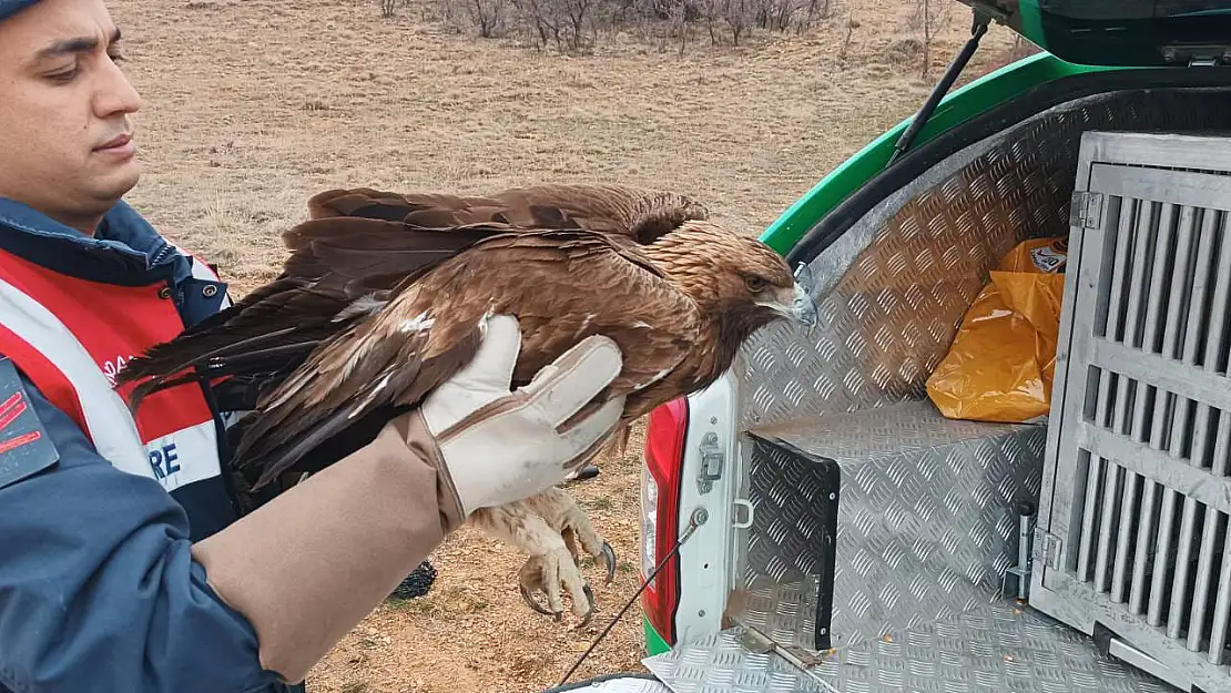 Yaralı bulunan kızıl şahin tedaviye alındı