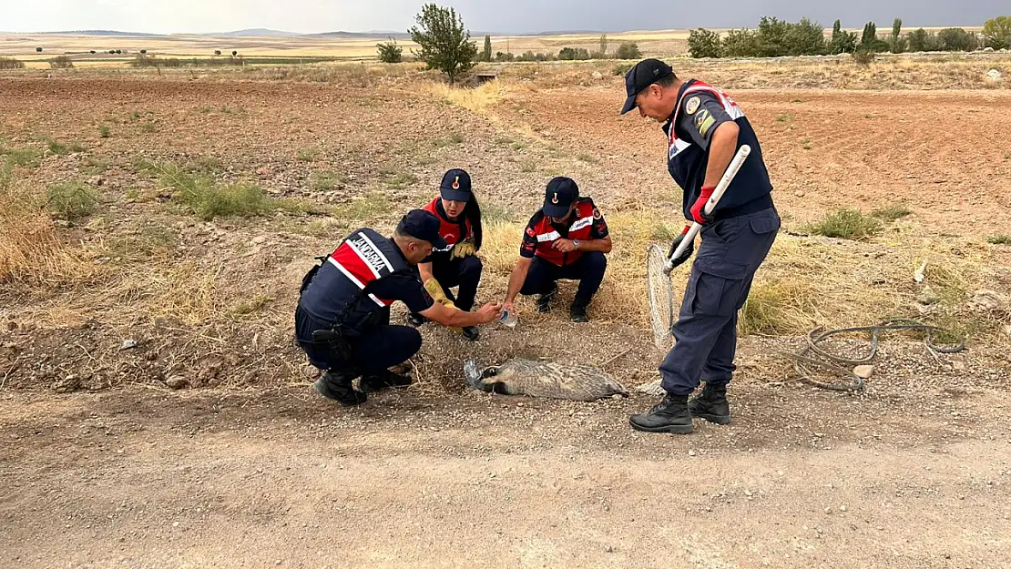 Yaralı halde bulunan bal porsuğu tedavi altına alındı