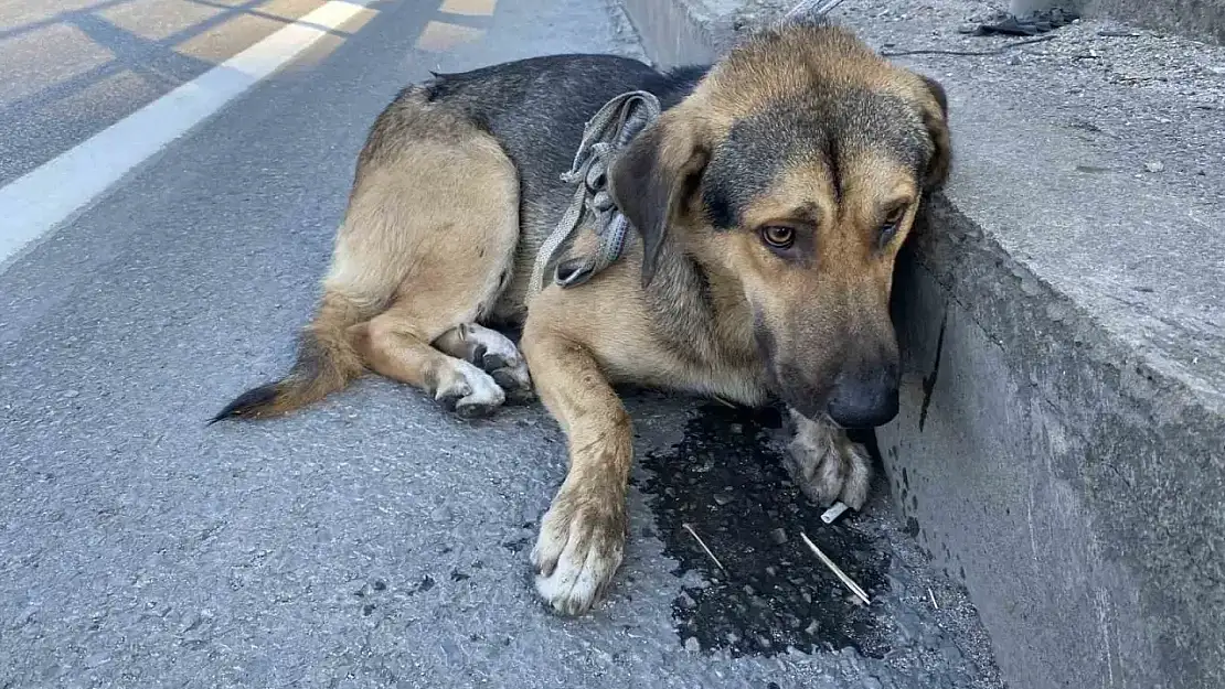 Yaralı köpek yol kenarında bağlı şekilde bulundu!