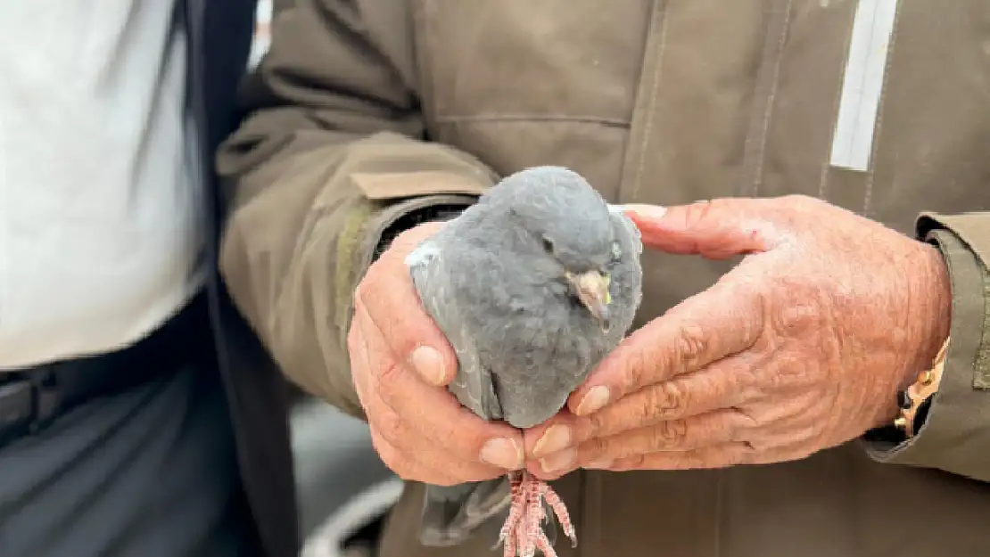 Yaralı peçeli baykuş ve güvercin bulundu