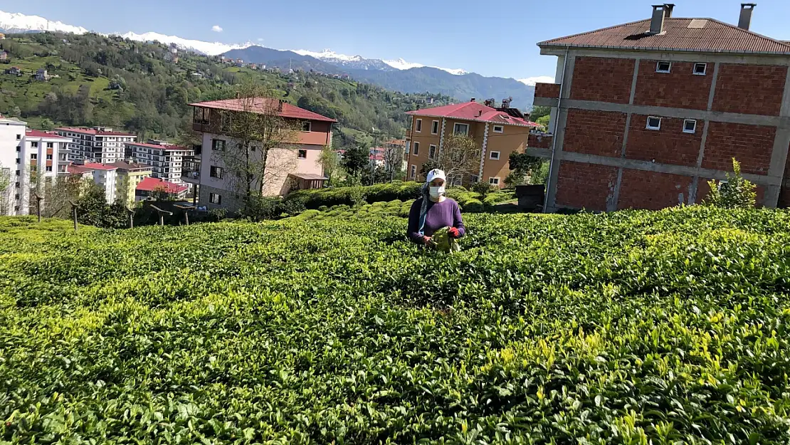 Yaş çay sezonu hazırlıkları başladı