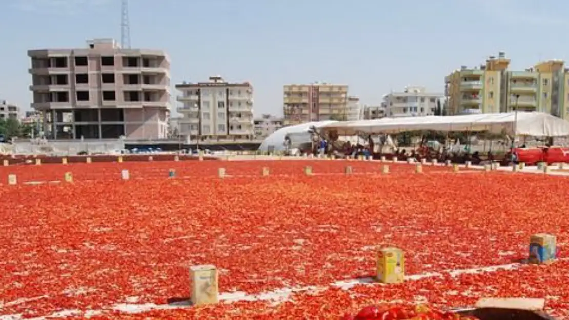 Yemeklerin tadını kaçıracak hasat. Tarladaki fiyatı cep yakıyor…