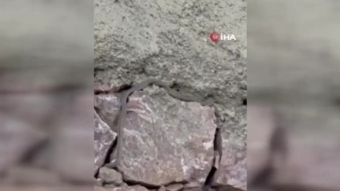 Yılanlar, Özmen ailesinin kabusu oldu