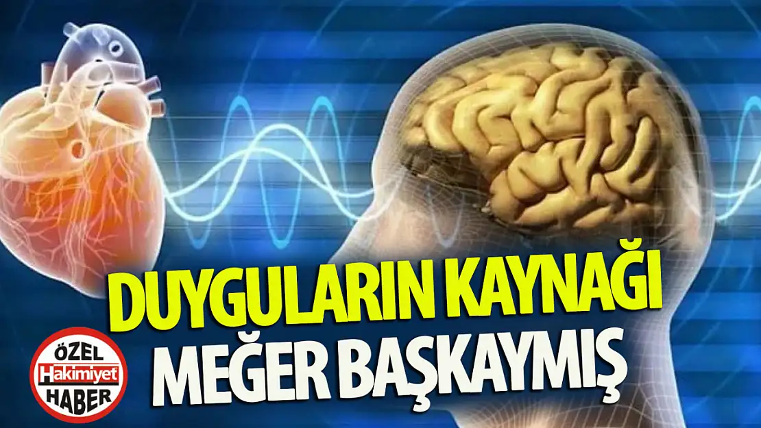 Yıllardır yanlış bilinen o gerçek: Duyguların kaynağı  kalp değil!