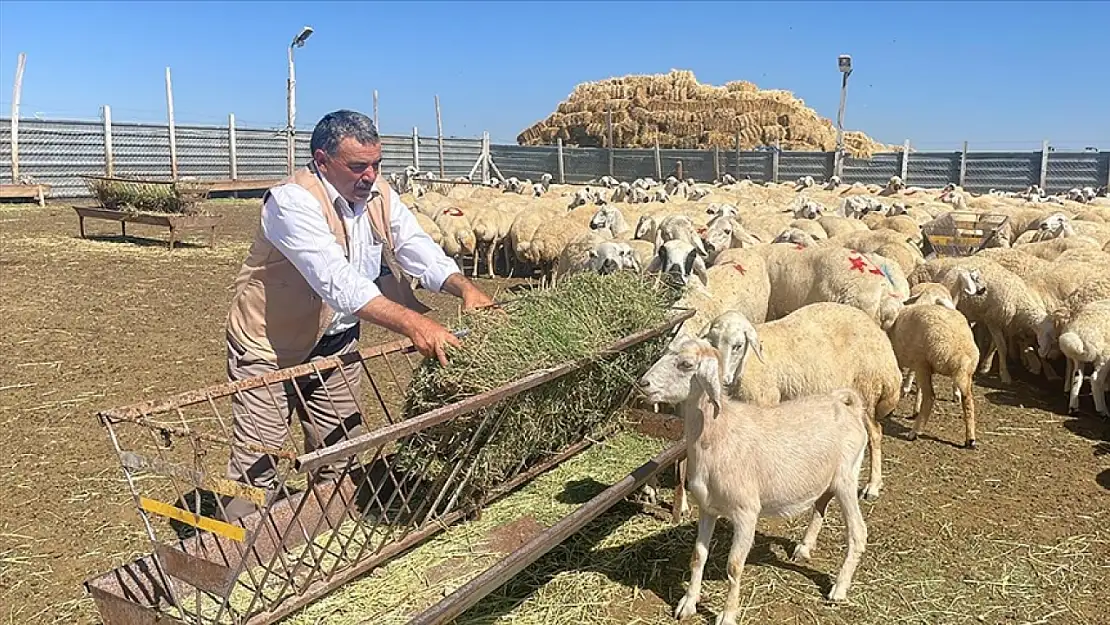 Yozgat'ta Çadır ağıl projesiyle küçükbaş hayvan sayısının çoğaltılması amaçlanıyor