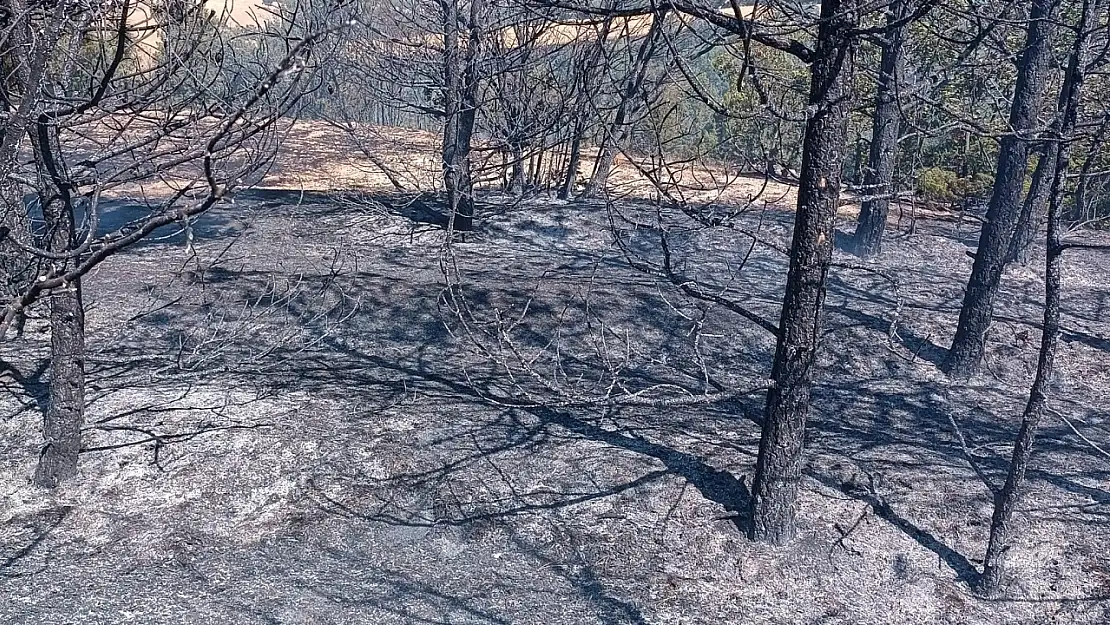 Yozgat' ta orman yangını çıktı