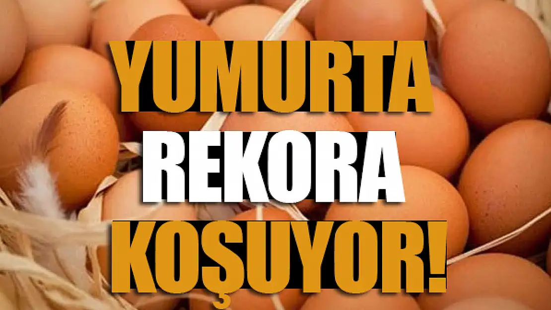 Yumurta rekora koşuyor!