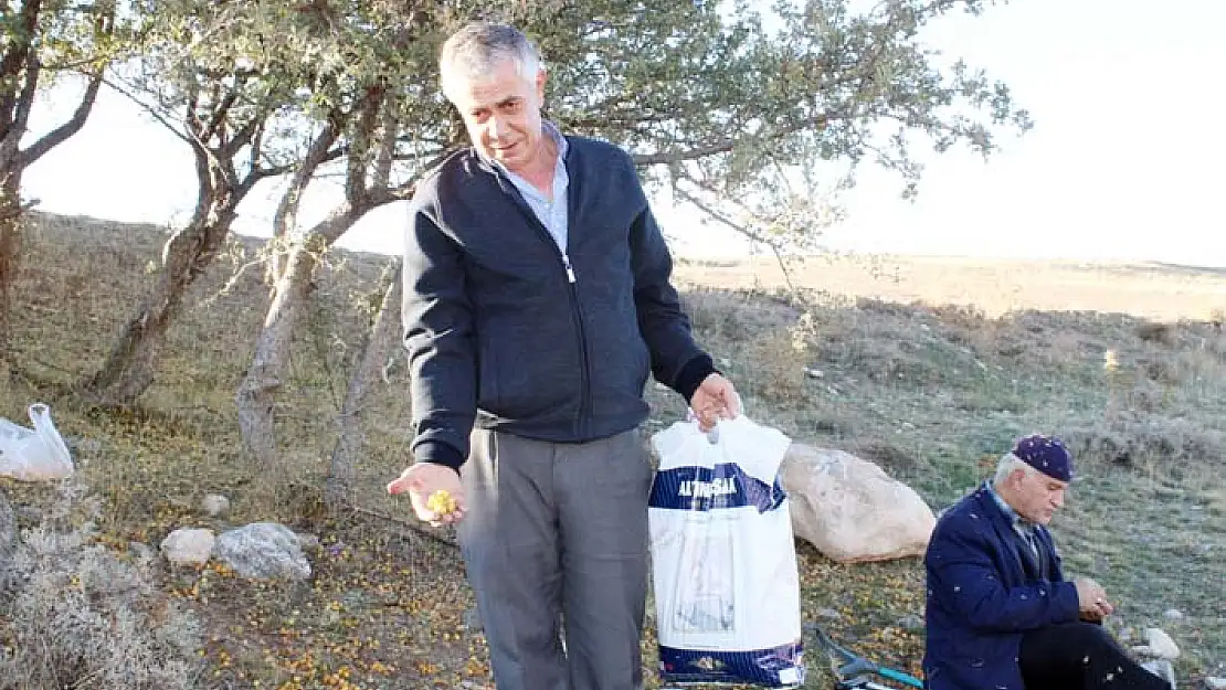 Yunak'ta alıç meyvesi toplanmaya başladı