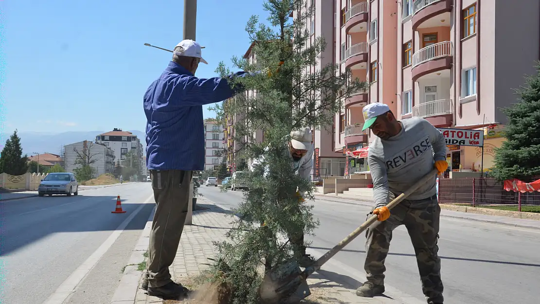 Yunuslu Mahallesi'nde Ağaçlandırma