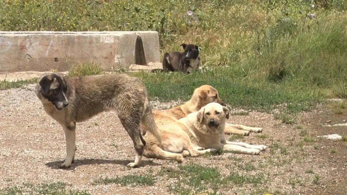 Yüzlerce başıboş köpek açlıktan birbirlerini yemeye başladı