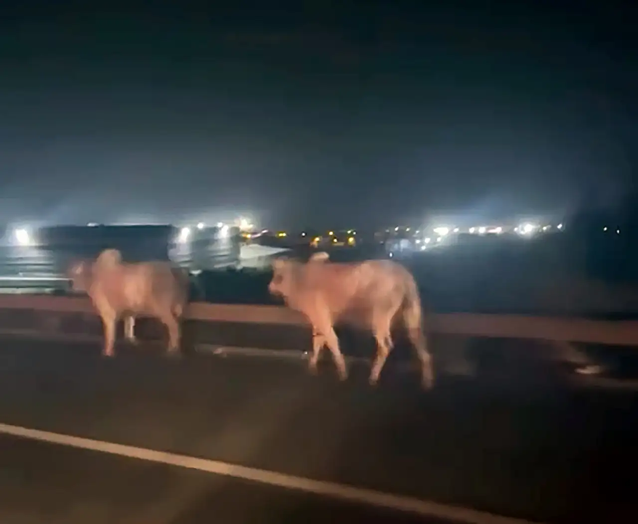 Devrilen TIR alev aldı! 2 kişi yaşamını yitirdi, kaçan anguslar otobanı birbirine kattı