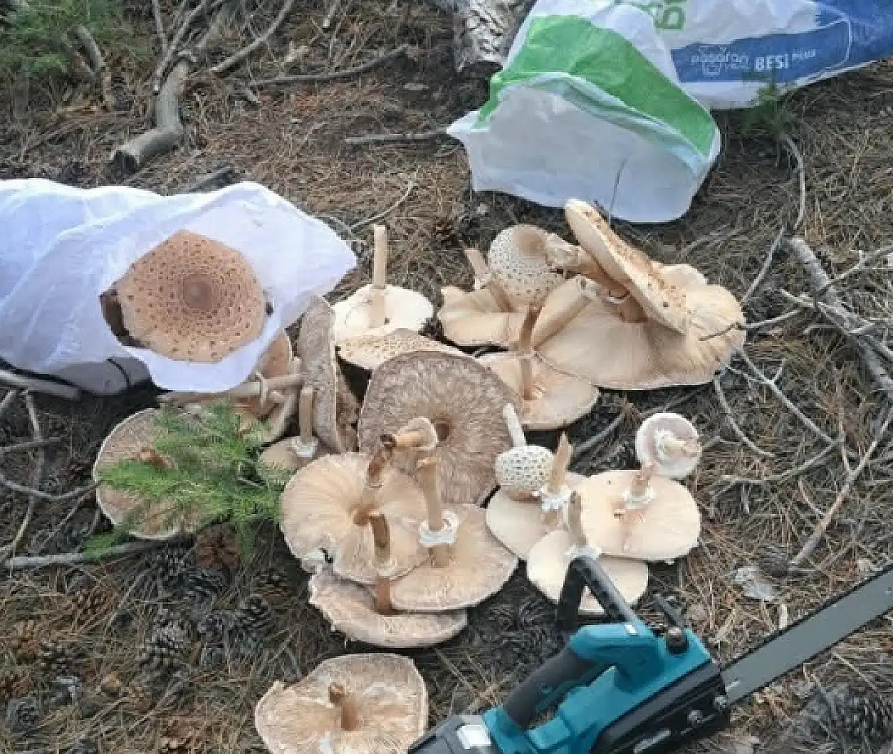 Konya'da yağış sonrası mantar bereketi: Testereyle kestiler