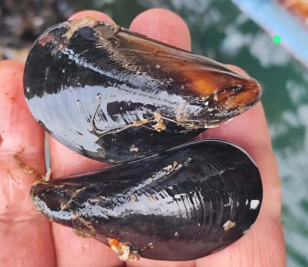 Uzmanlardan 'kaçak midye' uyarısı: Ağır metal ve toksin riski taşıyor