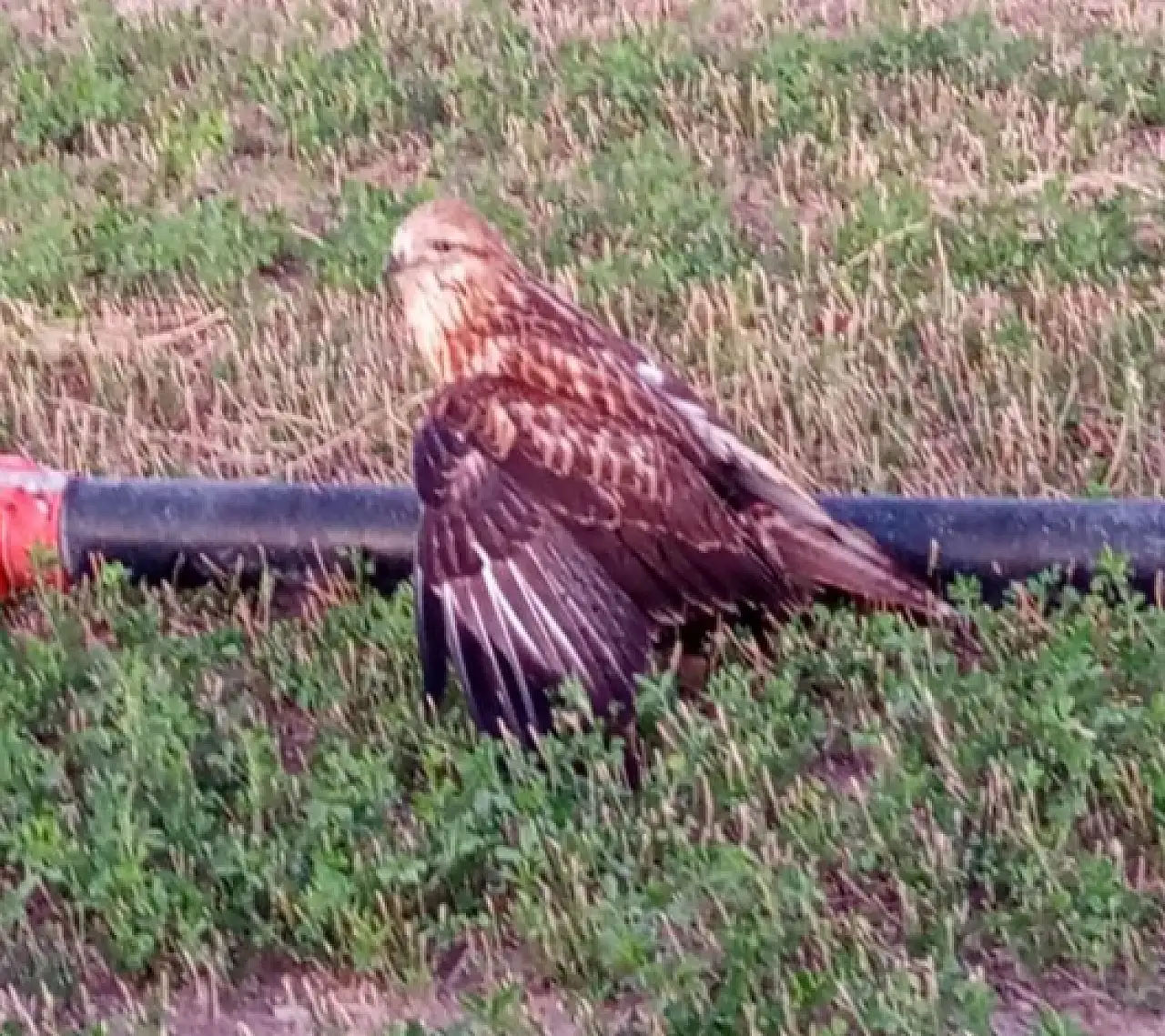 Konya'da Kızıl Şahin operasyonu: Yürek ısıtan kareler!
