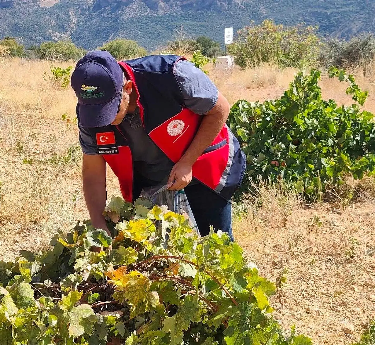 Konya'daki bağlarda pestisit alarmı: Hasat öncesi numuneler toplandı