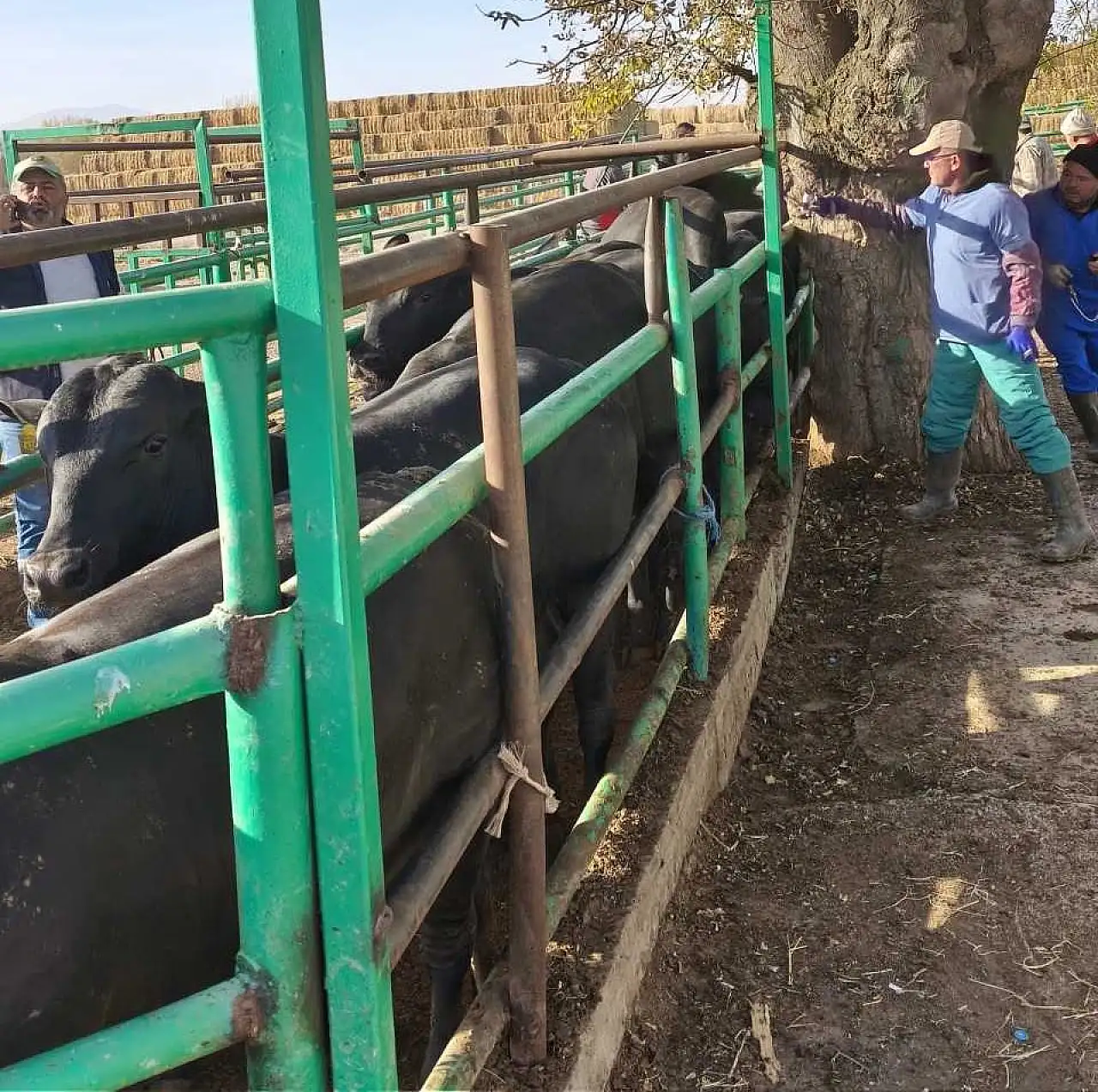 Konya'da hayvan sağlığı için denetimler aralıksız devam ediyor