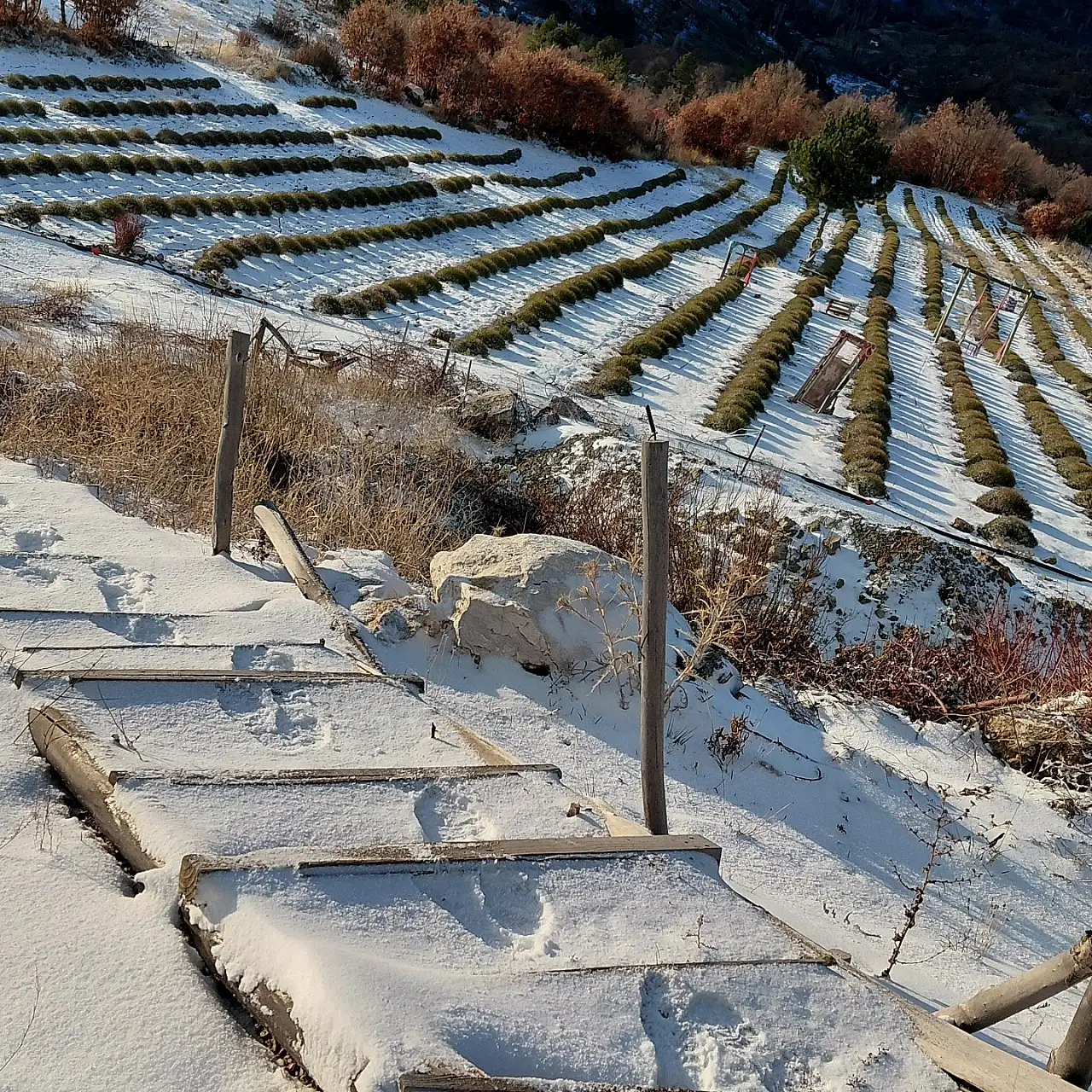 Konya'nın mor bahçeleri beyaza büründü