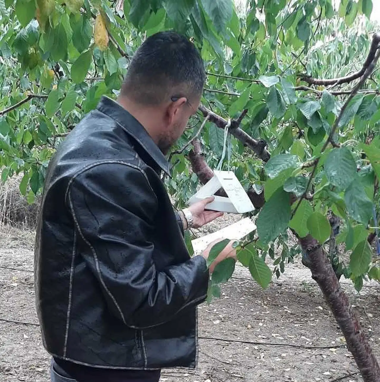 Tarımda kırmızı alarm! O tehlike için Konya'da sıkı takip başladı