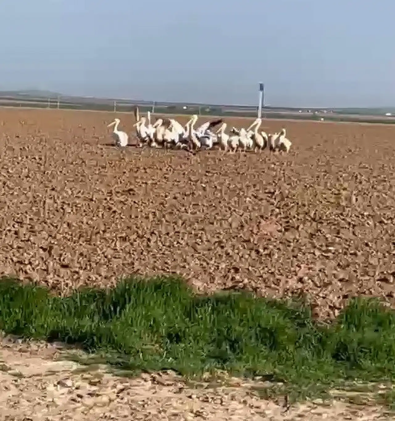 Konya'da görülmemiş manzara! Tarlaya indiler